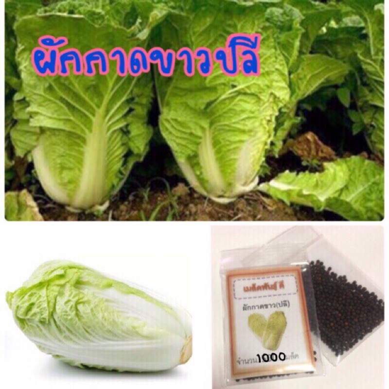 เมล็ดพันธุ์ ผักกาดขาวปลี 5000 เมล็ด ผักกาดขาวปลี ผักกาดขาว ราคาถูก ปลูกง่าย ปลูกไว้ทานกินเอง ซื้อ10แถม1 คละได้