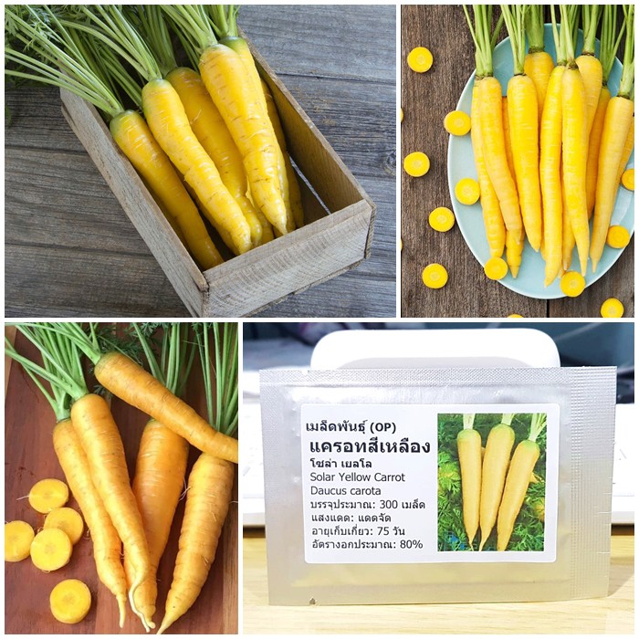 เมล็ดพันธุ์ แครอทสีเหลือง (Solar Yellow Carrot Seed) บรรจุ 300 เมล็ด คุณภาพดี ราคาถูก ของแท้ 100%