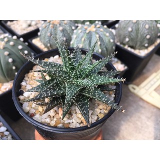 ไม้อวบน้ำ succulent Alo Hybrid Pepe