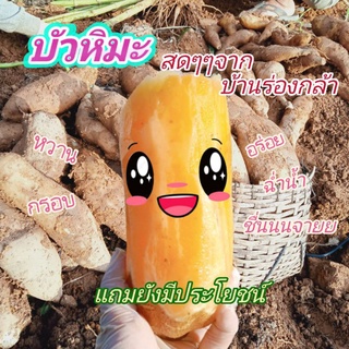 💥บัวหิมะสดๆๆจากบ้านร่องกล้า🏞️ไซส์ใหญ่ 1-4 หัวโล 🥔(ราคาต่อ 1 กิโลกรัม)ส่งตรงจากสวนไม่ผ่านพ่อค้าคนกลาง