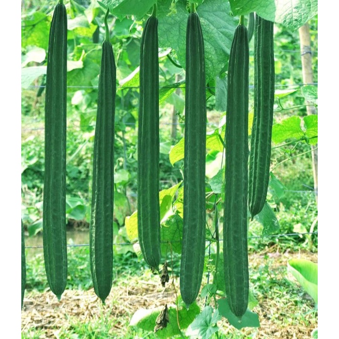 เมล็ดพันธุ์บวบเหลี่ยม บรรจุ30เมล็ด ซื้อ3ซองแถม1ซอง