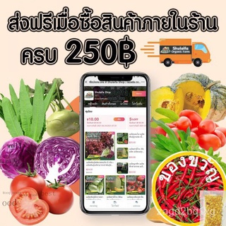 เมล็ดสลัดอิตาลี 300เมล็ด ผักสลัดอิตาลีแท้ นำเข้า ปลูกง่าย รสชาติหวามกรอบ ชอบอากาศเย็น ทรงสวยแตกกอเป็นพุ่ม น้ำหนักดีed YQ