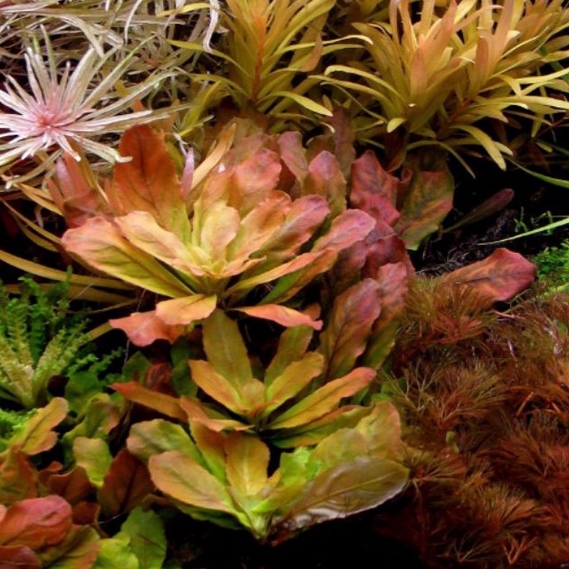 Ludwigia​ pilosa - ​ลัดวิเจีย​ พิโลซ่า​ พร้อมปลูก ต้นไม้น้ำ *กรุณาอ่านก่อนสั่งซื้อ*