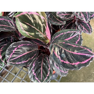 คล้านกยูงแดง Calathea roseopicta (Linden) Regel  medallion ‘Surprise Star’