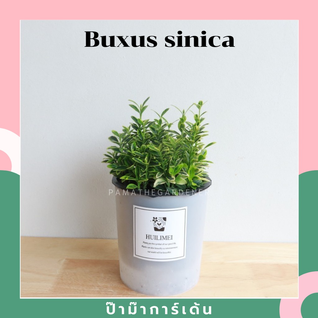 ต้น Buxus sinica พร้อมกระถาง
