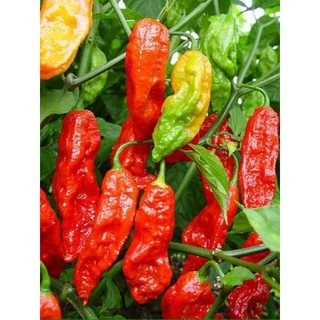 10 เมล็ด พริกผิวย่น(ปีศาจ)บุตโจโลเกีย (bhut jolokia) พริกปีศาจ