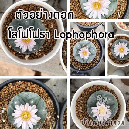 โลโฟ เจ้าเปาน้อยน่ารักๆค่ะ ไซส์เล็ก
