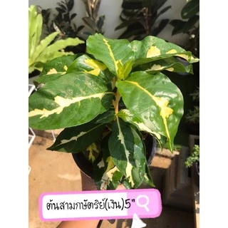 ต้นสามกษัตริย์/ใบเงิน/ใบทอง/ใบนาค ไม้มงคล ส่งพร้อมกระถาง 6”