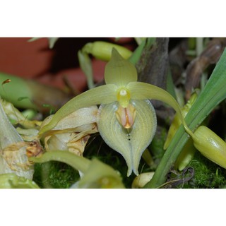 กล้วยไม้สิงโตสุคิริน Bulbophyllum rugosum 1 ต้น