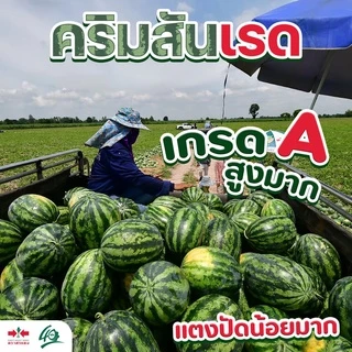 EWCOM เมล็ดพันธุ์ แตงโม คริมสันเรด Exp. 7/70 40กรัม (ประมาณ 800-900เมล็ด) ตราศรแดง WATERMELON