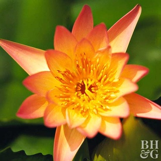 เมล็ดบัว 100 เมล็ด ดอกสีส้ม ดอกเล็ก พันธุ์แคระ จิ๋ว Lotus Waterlily seeds