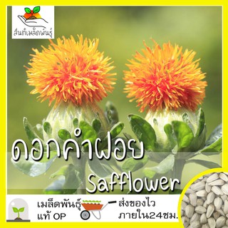 เมล็ดพันธุ์ ดอกคำฝอย (พันธุ์มีหนาม) 50 เมล็ด Safflower Seed เมล็ดพันธุ์แท้ นำเข้าจากต่างประเทศ ปลูกผัก สวนครัว ปลูกง่าย