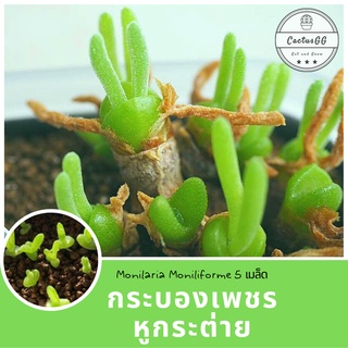 กระบองเพชร หูกระต่าย 5 เมล็ด