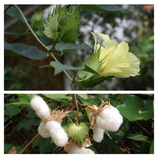 เมล็ดฝ้าย (Cotton) ฝ้าย 2 สี เมล็ดปุยฝ้าย ต้นฝ้าย เมล็ดพันธุ์ฝ้าย 50 เมล็ด