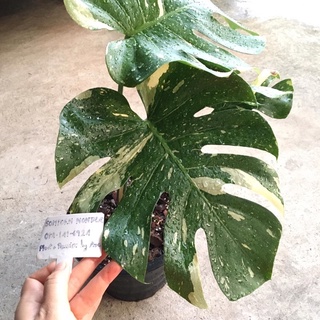 Monstera Thai Constellation  มอนสเตอร่า ไทคอน