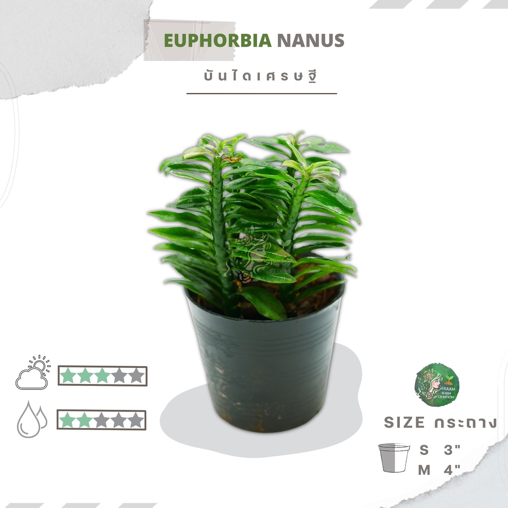 🌿🌿บันไดเศรษฐี/ว่านตีนตะขาบ " Euphorbia tithymaloides smallii [Nanus] "🌿🌿
