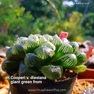 H.cooperi v.diesiana ‘giant green from’ A050
