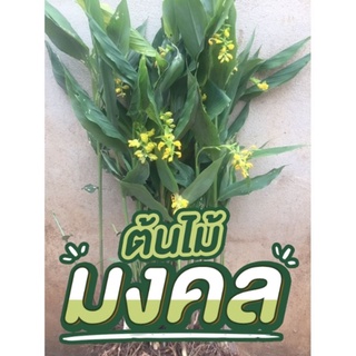 ดองเข้าพรรษา หรือดอกหงส์เหิน (สีเหลือง) ปลูกติดง่าย💥พร้อมส่ง💥 1เหง้า10บาท