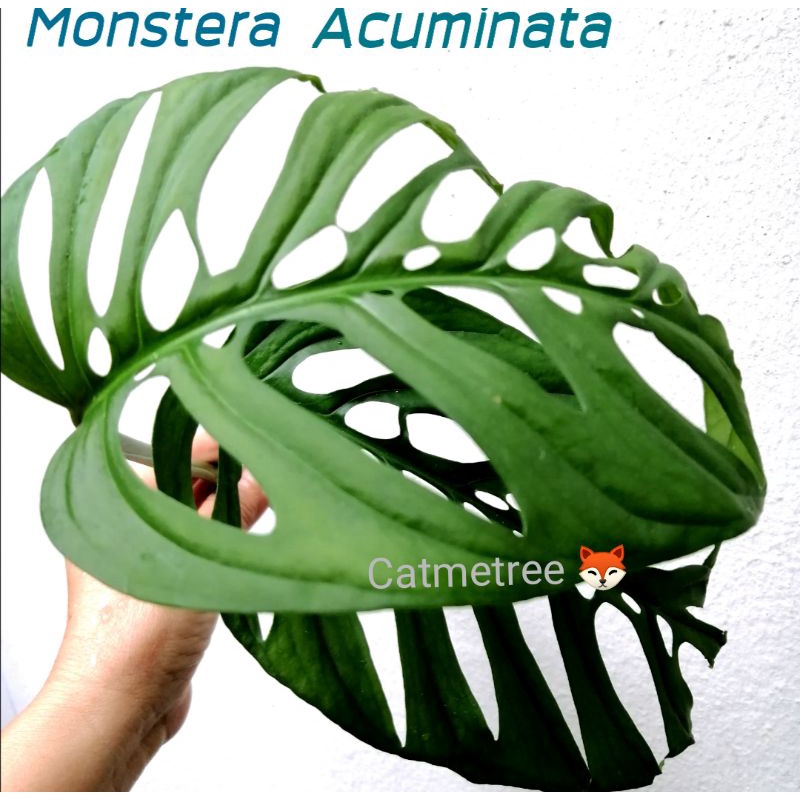 #Monstera​ Acuminataแท้​  #มอนสเตอร่า​ อะคูมินาต้า