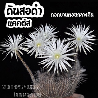 🖤✏️ดินสอดำ Setiechinopsis mirabilis ไม้ลำสีดำน้ำตาล รูปทรงดินสอ ของมันต้องมีจ้า ♥️‼️