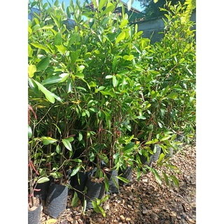ต้นมะกอกน้ำ ผลไม้ ดอง เชื่อม แช่อิ่ม อาหร่อยยย แบบตอนกิ่ง 🌱👍