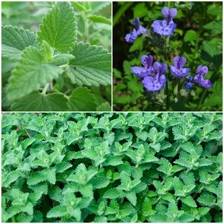 เมล็ดแคทนิป 3,000+เมล็ด Catnip สายพันธุ์OP****ศึกษาวิธีเพาะในรายละเอียดสินค้า****