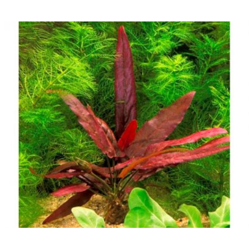 ไส้ปลาไหล Barclaya​ longiforia ​(red) ต้นไม้น้ำหายากต้นไม้น้ำตกเเต่งตู้ปลา***กรุณาอ่านรายละเอียดก่อนสั่งซื้อ***