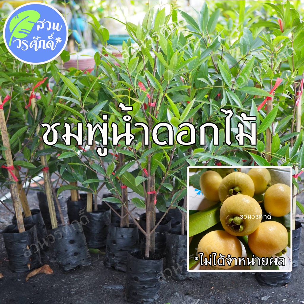 ชมพู่น้ำดอกไม้ กิ่งตอนชำลงถุง พันธุ์แท้100% สูงประมาณ70-80เซนติเมตร