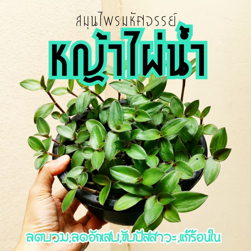 💚4แถม1💚หญ้าไผ่น้ำพร้อมปลูก รักษาโรคไต ขับปัสสาวะ แก้ร้อนใน ลดบวม กระถาง8"//ออแกนิค