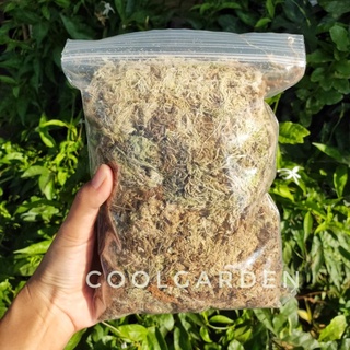 สแฟกนั่มมอส sphagnum moss (แบ่งขาย)