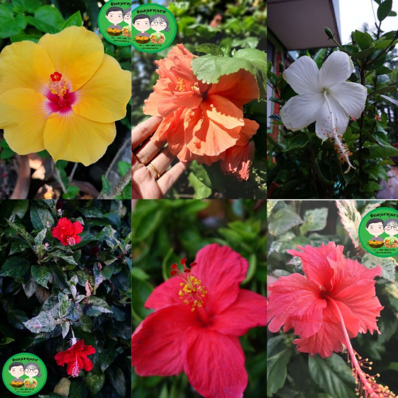 **ขั้นต่ำ 2 กิ่ง*** กิ่งชบา​ ดอกสีสวย​ราคาถูก​