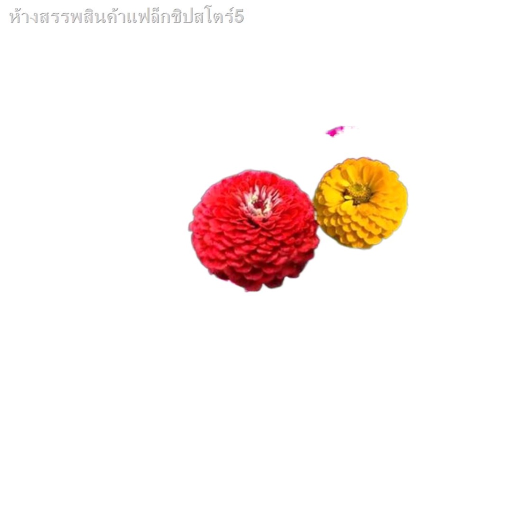 My Image 47