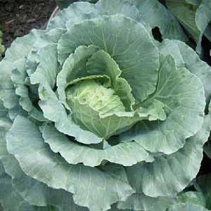 ปูเล่กินใบ กุหลาบยักษ์📌ถูกที่สุด10บ.📌เมล็ดพันธุ์ปูเล่กินใบ5-30เมล็ด🌱ปลูกครั้งเดียวอยู่ได้เกิน 10 ปี🍀ตัดใบได้ตลอด