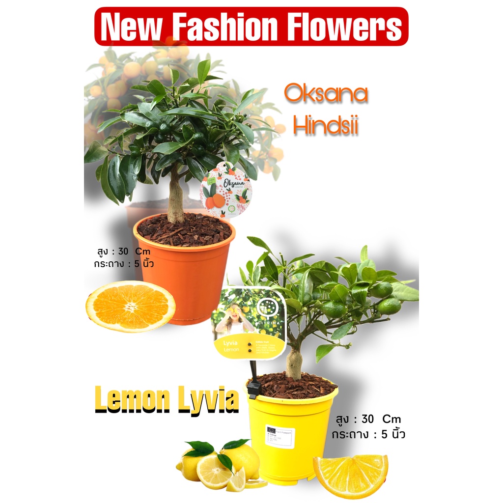 Oksana Hindsii  Lyvia Lakeland