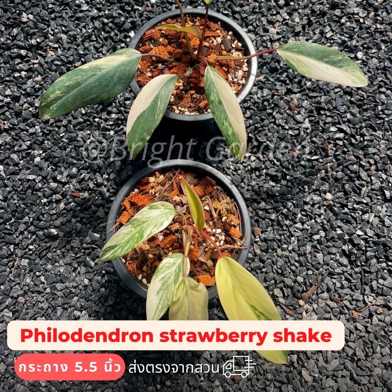 สตอเบอรี่เชค (philodendron strawberry shake)