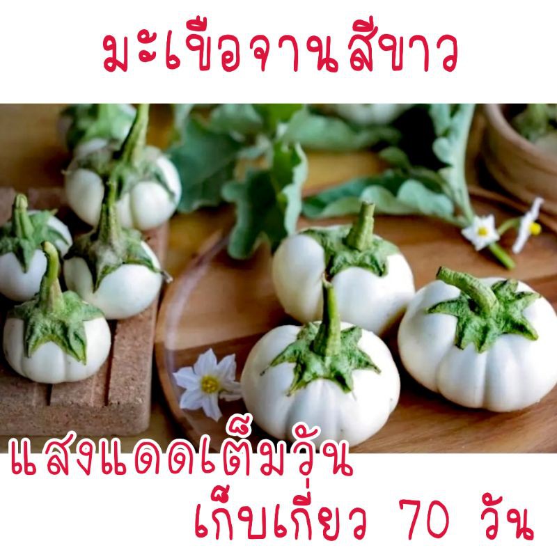 100 เมล็ด มะเขือจานสีขาว