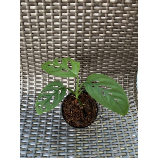 🪴Monstera acuminata มอนสเตอร่า อคูมินาต้า ❗️sale❗️