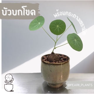 ไม้โขดยอดนิยม ต้นบัวบกโขด พร้อมกระถางเซรามิก ต้นไม้ฟอกอากาศ (Stephania erecta Craib)