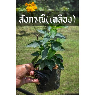 ต้นสังกรณี ดอกเหลืองสด สวยงาม ส่วนใบเป็นมันเงาวับสีเขียวเข้ม