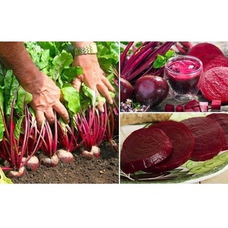 เมล็ดพันธุ์ หัวบีทรูท ดีทรอย (Detroit Dark Red Beet) บรรจุ 100 เมล็ด