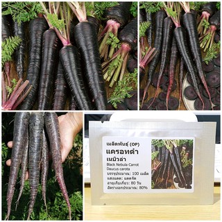 เมล็ดพันธุ์ แครอทดำ เนบิวล่า (Black Nebula Carrot Seed) บรรจุ 100 เมล็ด คุณภาพดี ของแท้ 100%