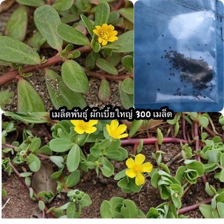 เมล็ดพันธุ์ผักเบี้ยใหญ่ สมุนไพรพื้นบ้าน 300 เมล็ด