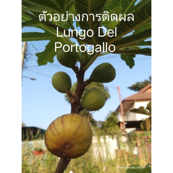 ต้นมะเดื่อฝรั่ง *พันธุ์ Lungo Del Portogallo พร้อมลงปลูก!!! (พันธุ์นี้หวานกว่า! พันธุ์ญี่ปุ่น BTM6)