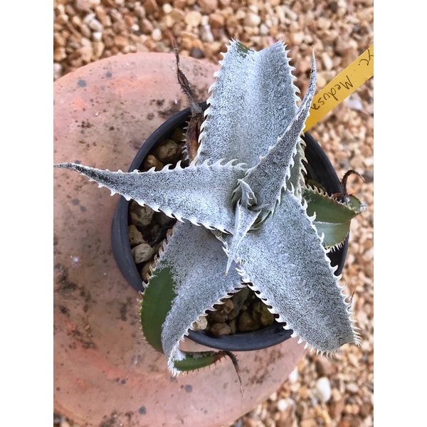 Dyckia Medusa   ....
