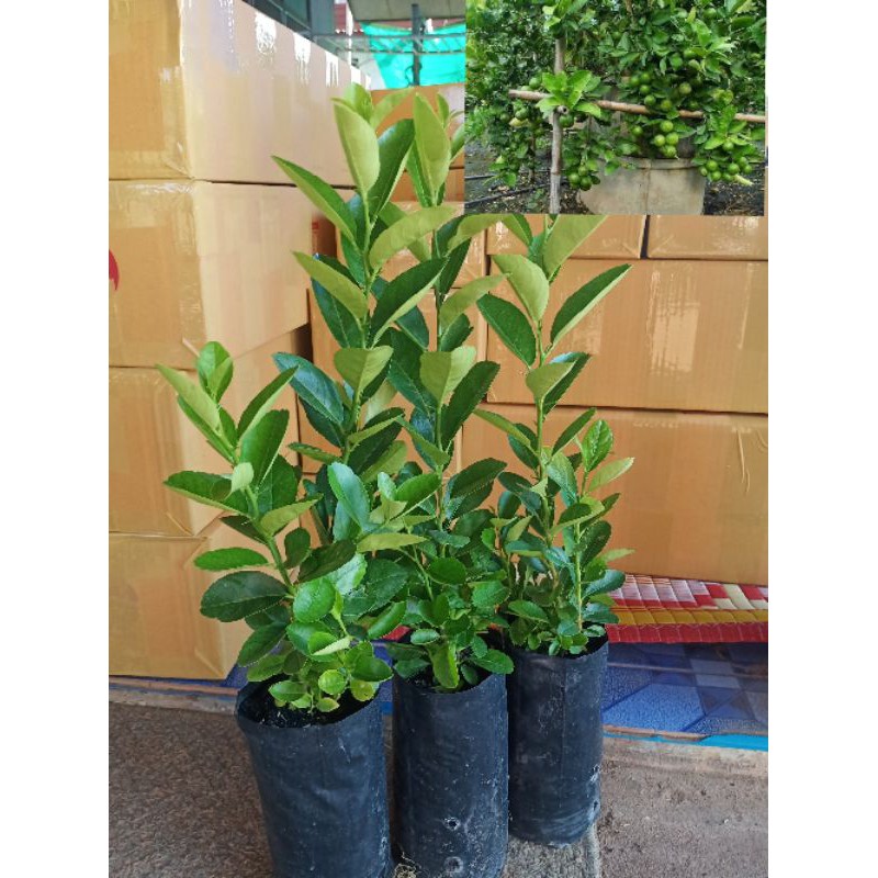ต้นมะนาวแป้นพิจิตร (ไซส์ใหญ่) แบบเพาะเมล็ด สูง.35-40cm.