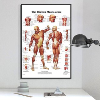 ภาพตกแต่งผนัง โปสเตอร์  ภาพแคนวาส Human skeleton, musculature (พร้อมส่ง)