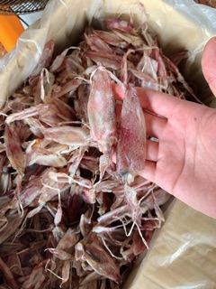 🦑🐙หมึกเจาะตาไดร์ เนื้อหวาน นิ่ม ไซส์ใหญ่