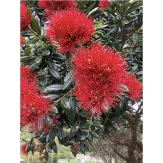 เมล็ดพันธุ์ Red Pohutukawa  100 เมล็ด / Metrosideros excelsa from New Zealand