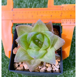 H.Cymbiformis ‘Kyonohananishiki’ A018(ซิมไบฟอมิส)