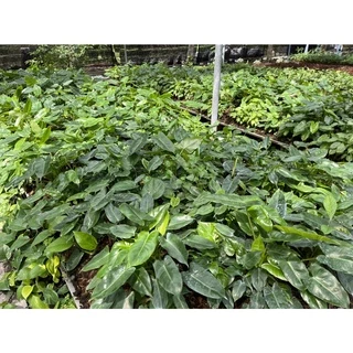 ฟิโลหยกเขียว (จำนวน 1 ช่อ) philodendron ไม้ฟอกอากาศ เลี้ยงน้ำได้ ต้นไม้